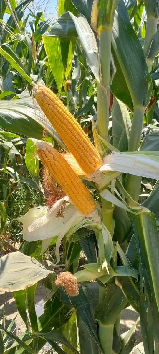 A yellow PTC-21 cob ripening on the plant, husk beginning to open