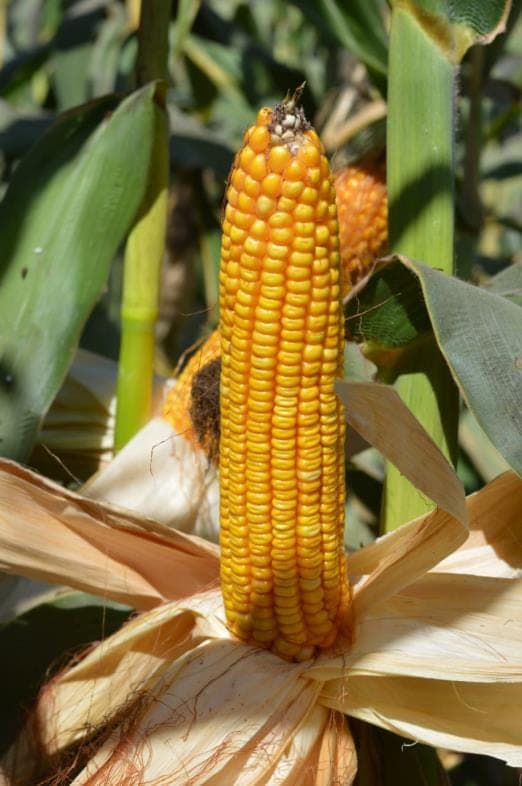 A single PTC-21 cob with the husk peeled back, showing full golden-yellow kernel rows