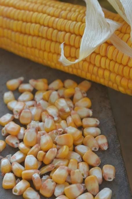 Shelled PTC-21 grain beside a whole cob, showing kernel colour and size