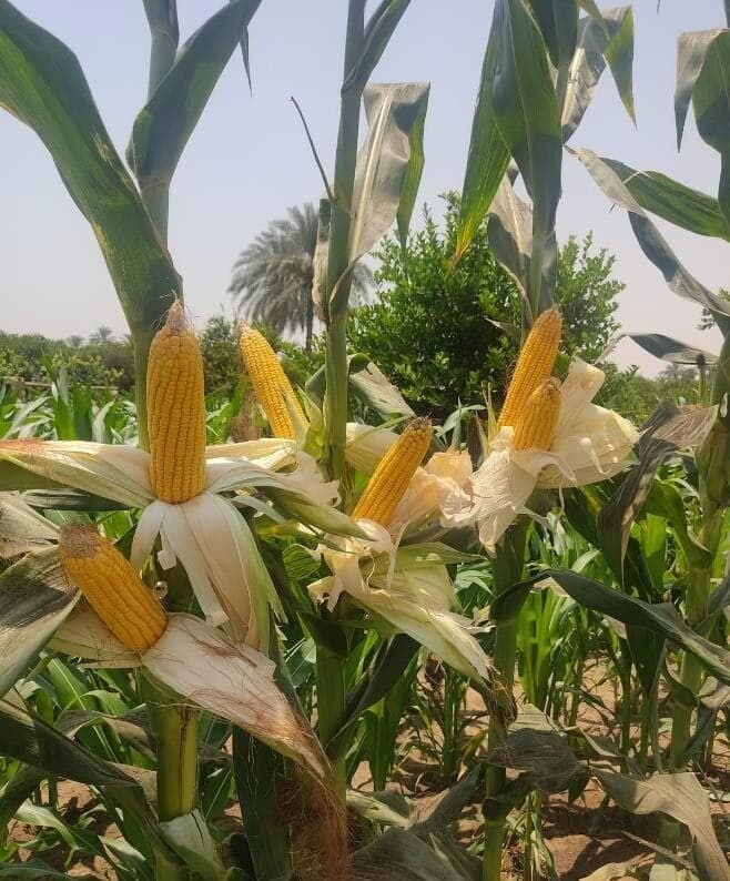 Ripening golden-yellow PTC-21 cobs on the plant in an Egyptian field