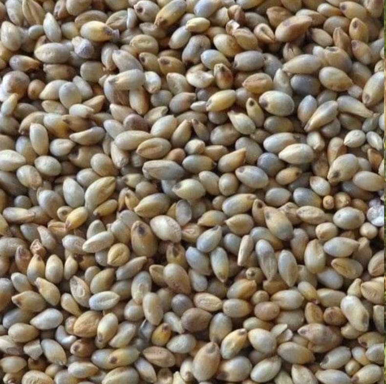 Threshed pearl millet grain in close detail, showing the pale rounded seed