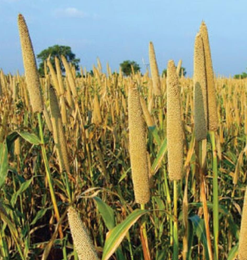 A field of pearl millet in ear, seed heads standing above the leaves