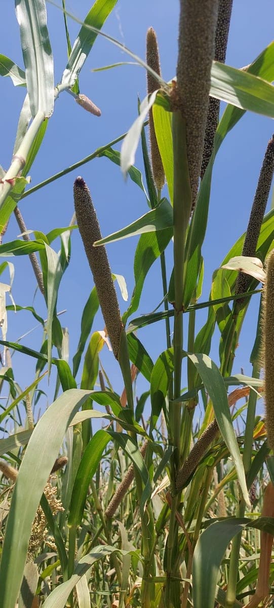 Pearl millet heads against a clear sky