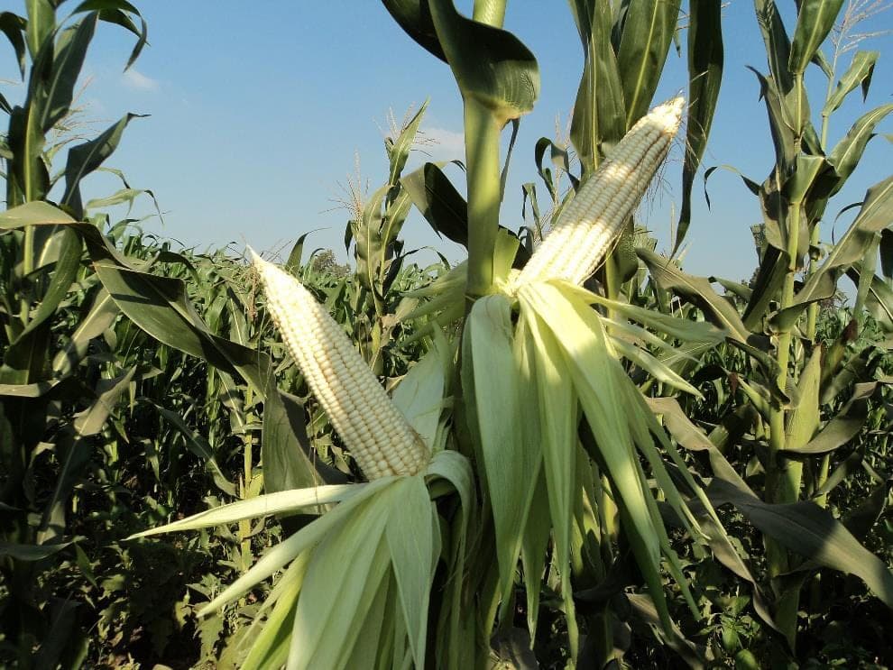A stand of PTC-07 in the field with cobs visible through the canopy