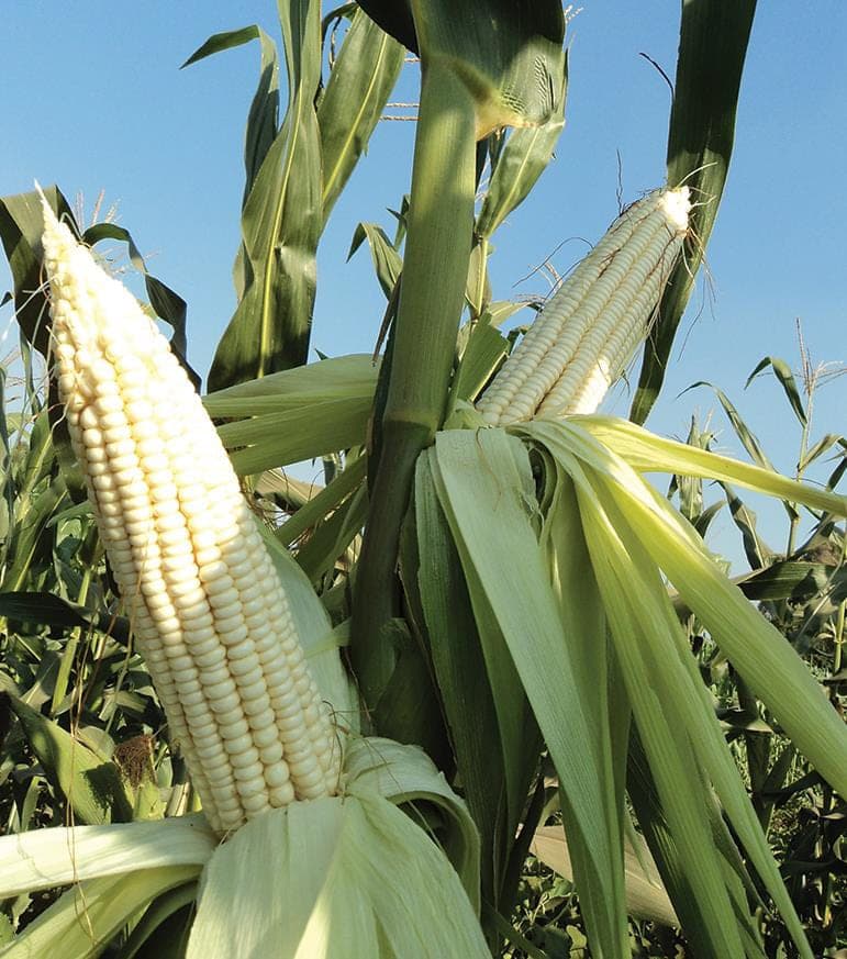 A white PTC-07 cob on the plant, husk peeled back to show the kernel rows