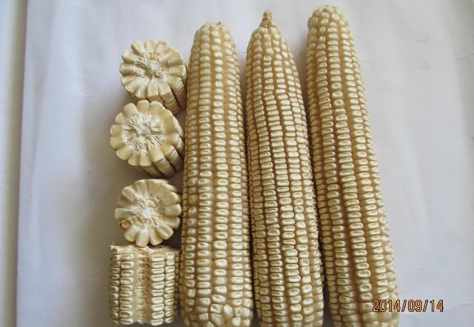Four PTC-07 cobs laid on a white ground beside two cross-sections showing the kernel rows