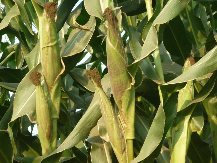 PTC-07 plants at maturity, husks drying on the cobs