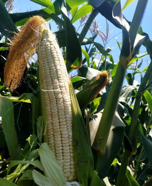 A white PTC-07 cob on the plant, husk opened to show even kernel rows