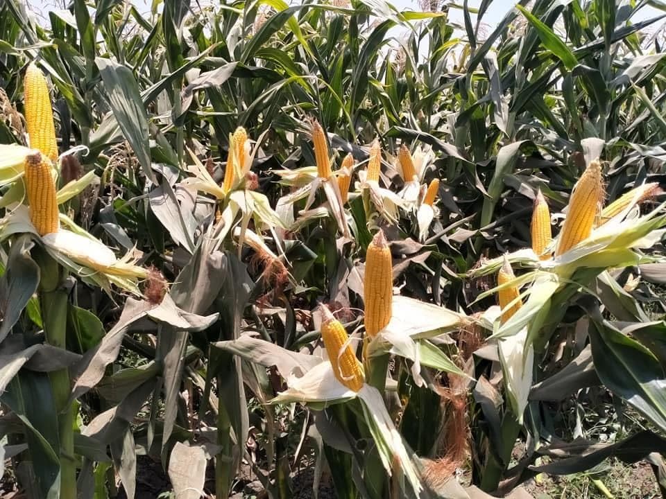A block of corn at harvest maturity, dozens of yellow cobs showing through dried husks
