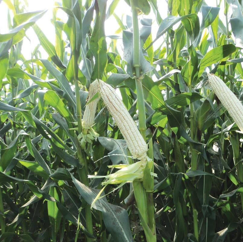 A white PTC-71 cob on the plant among broad green leaves