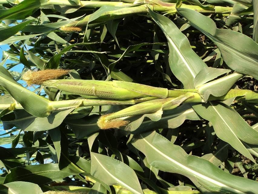 PTC-71 plants at maturity, cobs held high on the stem