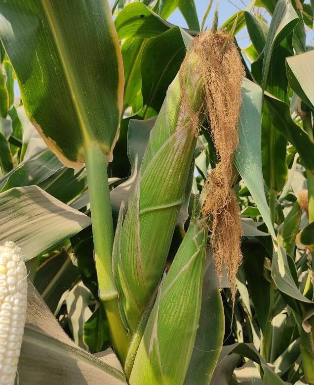 A PTC-71 cob with brown silks, husk parted to show white kernels