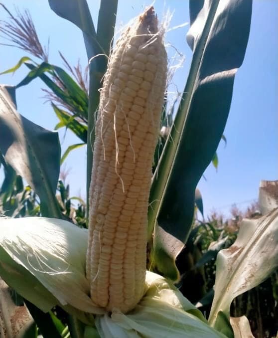 A white PTC-71 cob on the plant, husk peeled back to show the kernels