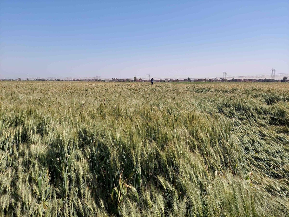 A wide block of wheat in ear stretching to the horizon under an open sky